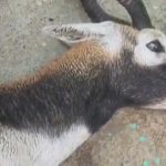 Chandauli Deer Rescue, Injured Deer News, Kandwa News, Siktha Village News, UP Wildlife News, Forest Department Chandauli, Deer Treatment, Railway Line Deer Rescue, Uttar Pradesh Latest News