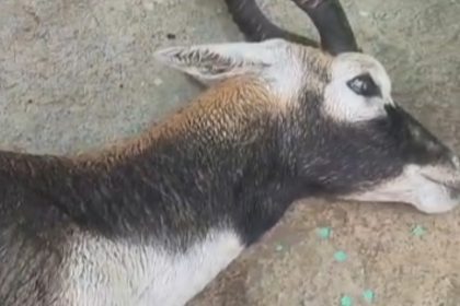 Chandauli Deer Rescue, Injured Deer News, Kandwa News, Siktha Village News, UP Wildlife News, Forest Department Chandauli, Deer Treatment, Railway Line Deer Rescue, Uttar Pradesh Latest News