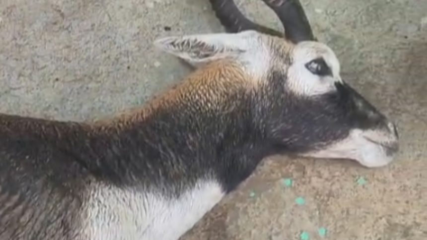 Chandauli Deer Rescue, Injured Deer News, Kandwa News, Siktha Village News, UP Wildlife News, Forest Department Chandauli, Deer Treatment, Railway Line Deer Rescue, Uttar Pradesh Latest News