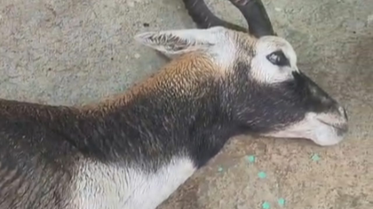Chandauli Deer Rescue, Injured Deer News, Kandwa News, Siktha Village News, UP Wildlife News, Forest Department Chandauli, Deer Treatment, Railway Line Deer Rescue, Uttar Pradesh Latest News