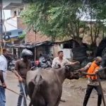 लखनऊ में भैंसों की नीलामी पर बवाल, सपा कार्यकर्ताओं का हंगामा; विधायक धरने पर बैठे