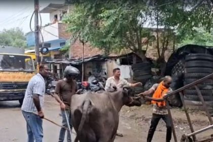 लखनऊ में भैंसों की नीलामी पर बवाल, सपा कार्यकर्ताओं का हंगामा; विधायक धरने पर बैठे