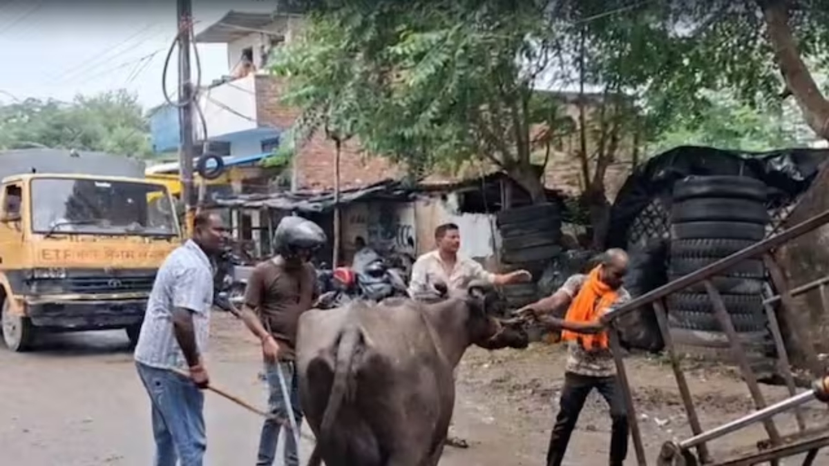 लखनऊ में भैंसों की नीलामी पर बवाल, सपा कार्यकर्ताओं का हंगामा; विधायक धरने पर बैठे