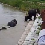 घाघरा नदी में बहकर बैराज पहुंचा हाथियों का झुंड