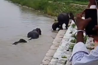 घाघरा नदी में बहकर बैराज पहुंचा हाथियों का झुंड