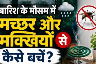 Monsoon Health Tips, Dengue Prevention, Malaria, Mosquito Control, Housefly Prevention, Rainy Season, Health Tips, Monsoon Care, Hygiene Tips, Lifestyle News