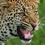 Sultanpur Leopard News: तेंदुआ दिखने की सूचना से मचा हड़कंप