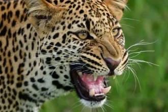 Sultanpur Leopard News: तेंदुआ दिखने की सूचना से मचा हड़कंप