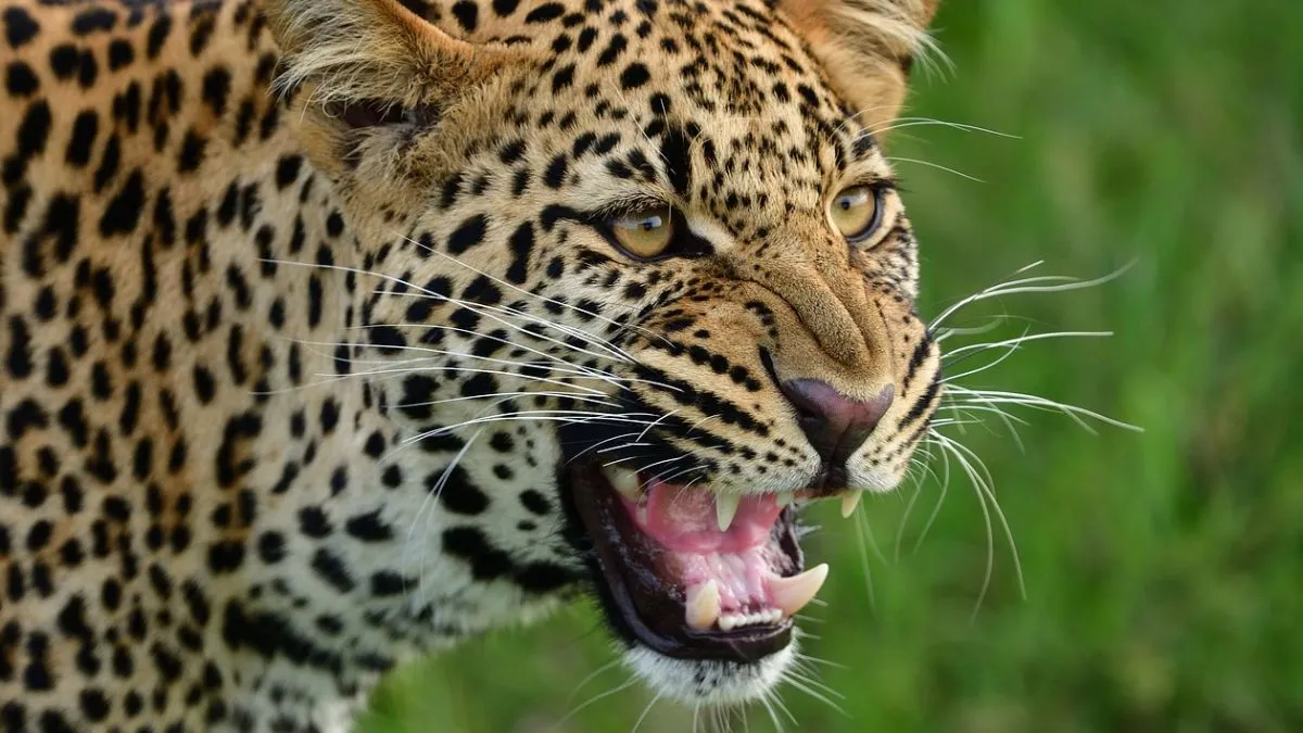 Sultanpur Leopard News: तेंदुआ दिखने की सूचना से मचा हड़कंप