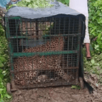 Bahraich Leopard Attack: बहराइच में आदमखोर तेंदुआ पिंजड़े में कैद, ग्रामीण की मौत के बाद वन विभाग को मिली बड़ी कामयाबी