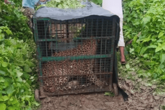 Bahraich Leopard Attack: बहराइच में आदमखोर तेंदुआ पिंजड़े में कैद, ग्रामीण की मौत के बाद वन विभाग को मिली बड़ी कामयाबी