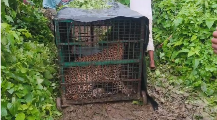 Bahraich Leopard Attack: बहराइच में आदमखोर तेंदुआ पिंजड़े में कैद, ग्रामीण की मौत के बाद वन विभाग को मिली बड़ी कामयाबी