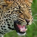 Bahraich Leopard Attack: तेंदुए के हमले में घायल 3 साल की लाडो की मौत, गांव में पसरा मातम