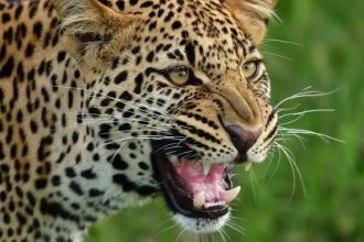 Bahraich Leopard Attack: तेंदुए के हमले में घायल 3 साल की लाडो की मौत, गांव में पसरा मातम